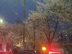 2023. 4. 1. 벚꽃놀이를 즐기며 4월 시작~(1탄)