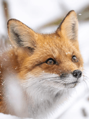 구미호와 요괴는 천지차이