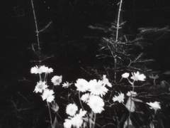 낙화를 추모하며,