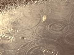 [우성명헌] 여우비