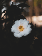 트위스테 드림 썰