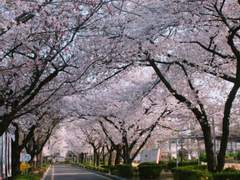 문송안함 배경화면 배포