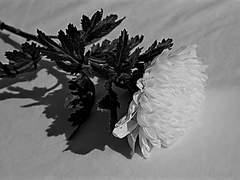 [과부하, 꿈의 독서] 오늘의 뉴스 입니다.