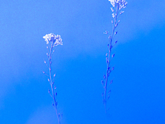 푸른 독초 BLUE VENOM 09