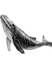 [원피스x아앙전] 아키라의 전설