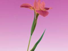 사라질 너를 위한 축사