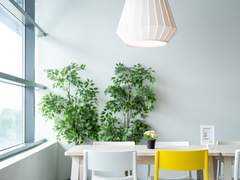 새로운 꽃잎 여섯 장