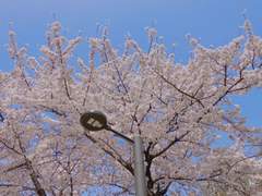 [대만준호] 벚꽃이 지면