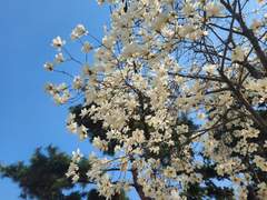 목련과 소나무같이 우리는 울 수밖에.