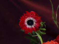 ᴬⁿᵉᵐᵒⁿᵉ