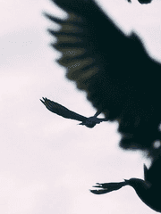 (가제)들리지 않는 단풍을 기다려