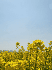 공식 매체 번역