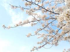 [23.04.04]어느 봄.