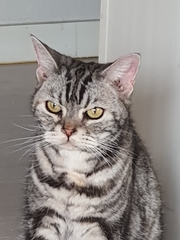 키움 - 사랑하는 내 딸, 무지개다린 잘 건너 고양이별로 갔니?