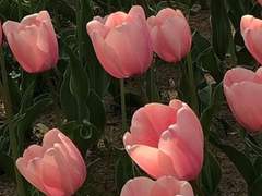 프린세스 세레니 / XX / 월도검술부