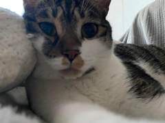 귀여움은 모국어를 부른다