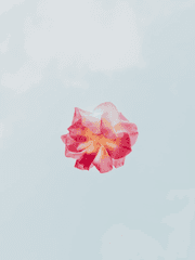 [레오이즈] 봄의 꽃