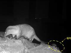 수달이 나타났다