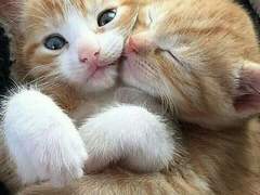 君は私の星で、私は君の海