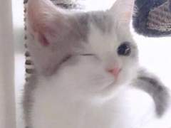 엔시티 나페스 추천 2