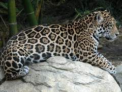 못 말리는 악동