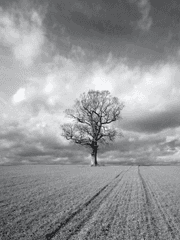 落花流水_낙화유수