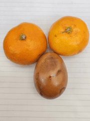 기타 연성(타장르)