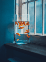 준수야 붕어빵 사 와