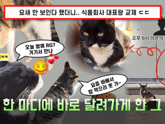 [속보] 밥 얻어먹던 유명 고양이 '코코' 오늘자 스캔들에 걸려..