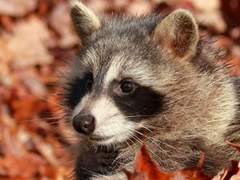 [대만준호] 가을 빛, 편지