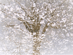 [악의 마음을 읽는 자들][하영태구]자국