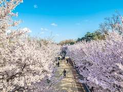 벚꽃 나무 아래에서