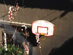 (준수영중) 붉은 봄