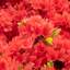 Azalea
