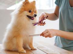 Complete Guide on pet Grooming, Boarding UAE