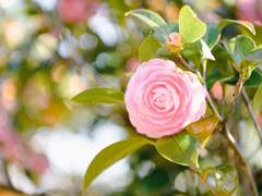 벨리타 마을의 이야기