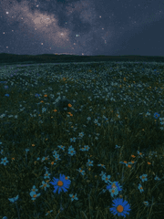 낙원을 비추는 별에 대하여