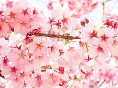 [도기고은]Love Blossom