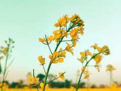 4월은 유록색, 봄, 닌나난나