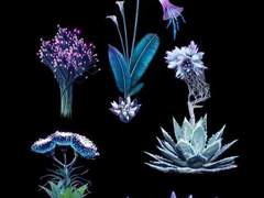 검은 머리 짐승