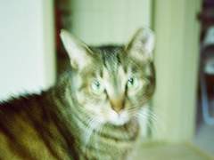 02. 고양이 일기