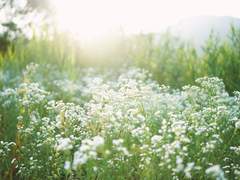 [DX3 Replay] Gypsophila’s Garden