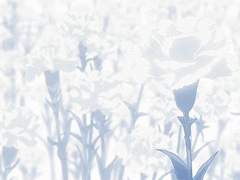 마지막 무화과를 당신께