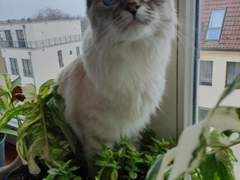 4월 9일 독일쥐 일상 주절주절