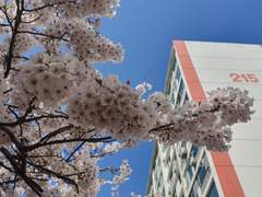 부산 삼익비치 아파트의 벚꽃