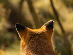 [센루] 여우의 남자