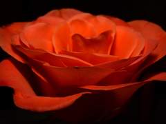 붉고 단아한 우리 아가씨는...