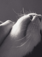 신디케이트의 도둑 고양이