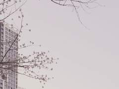 안개, 내가 사랑한 이