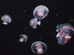 [큰세문대] 해파리 왈츠